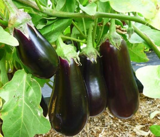 An unusual recipe for eggplant.