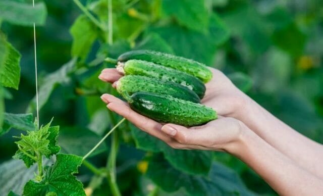 Grow delicious cucumber: the secrets of experienced gardeners