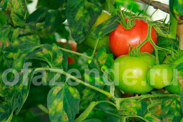 Yellow leaves of tomato. Illustration for an article is used for a standard license © ofazende.ru