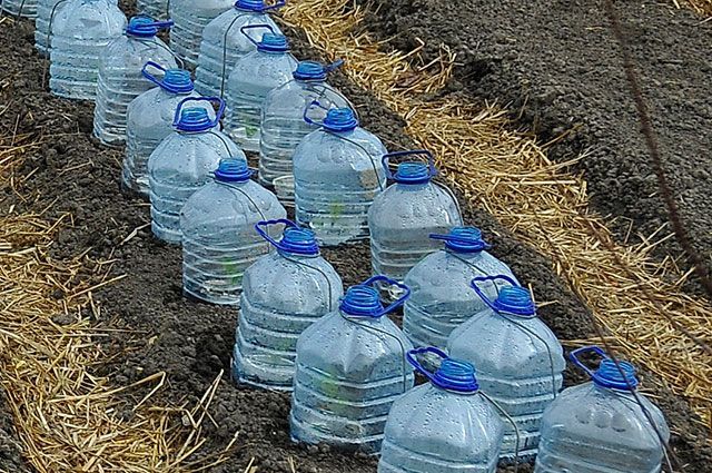 Photos of 5-liter bottles useful in the garden