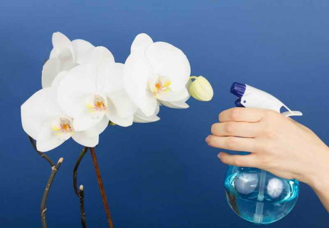 Watering orchids. Illustration for an article is used for a standard license © ofazende.ru