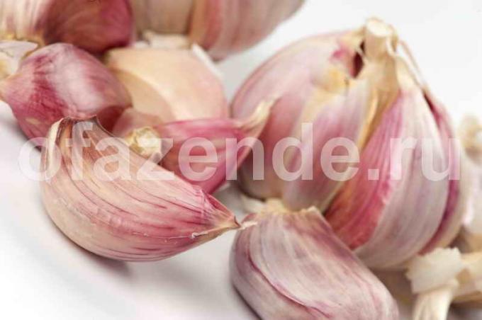 Growing garlic. Illustration for an article is used for a standard license © ofazende.ru