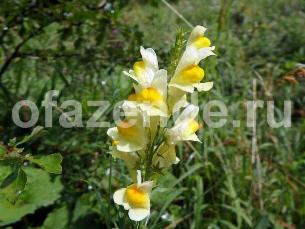 Toadflax for your garden: types and descriptions