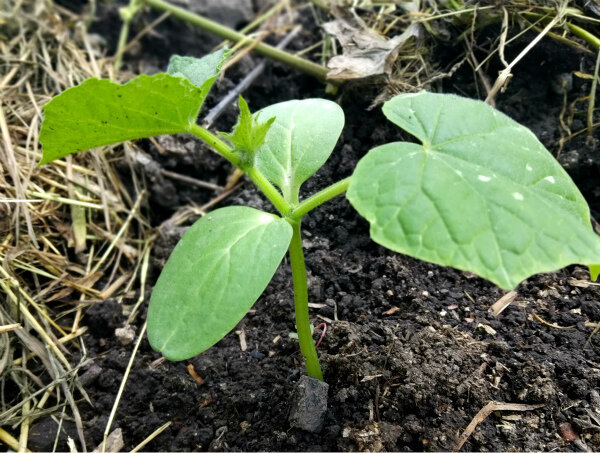 cucumbers relocation for permanent residence