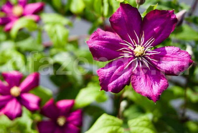 10 most interesting perennials, flowering all summer