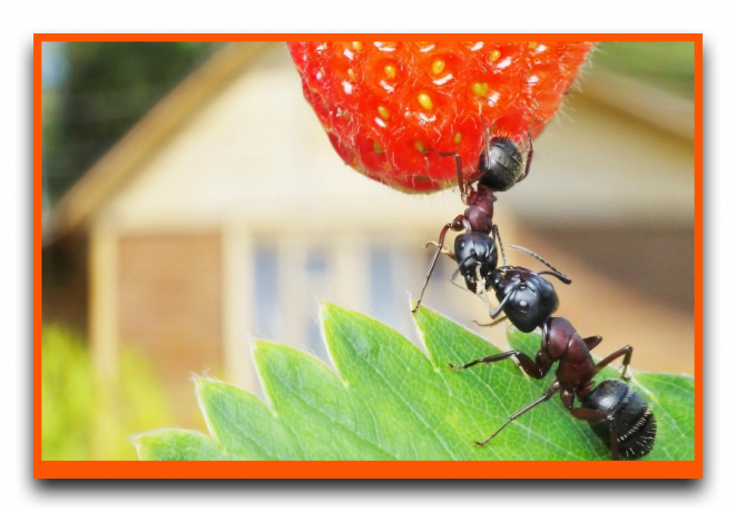 Ants eating strawberries