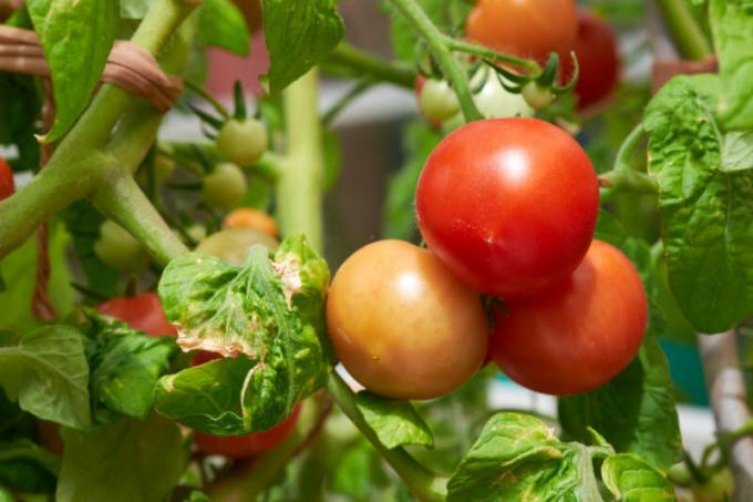 Brown-brown spots on the leaves of tomatoes: what it is and how to fight