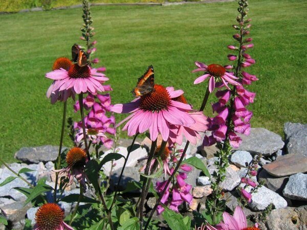 A more notable big Echinacea middle and a slight slope down petals. Photo illustrations for an article taken from the Internet