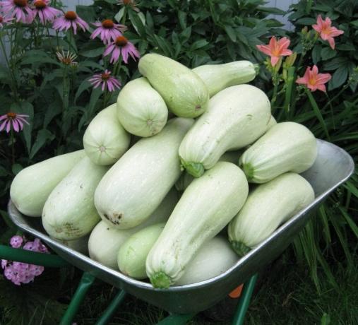 What to plant in the country, new varieties of zucchini. hybrids zucchini
