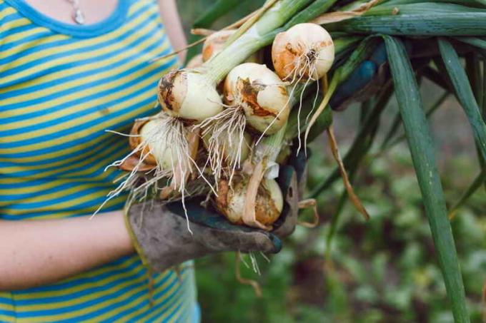 Harvest onions. Illustration for an article is used for a standard license © ofazende.ru