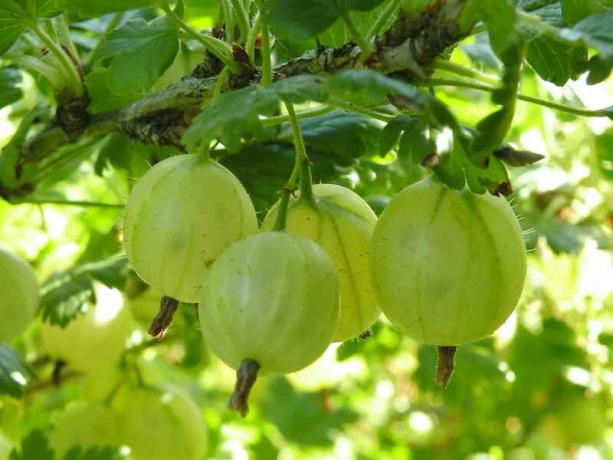 How to increase the harvest of gooseberry