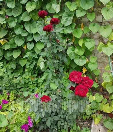 This rose is particularly pleased me. She's my rookie flowerbed, planted this spring :)