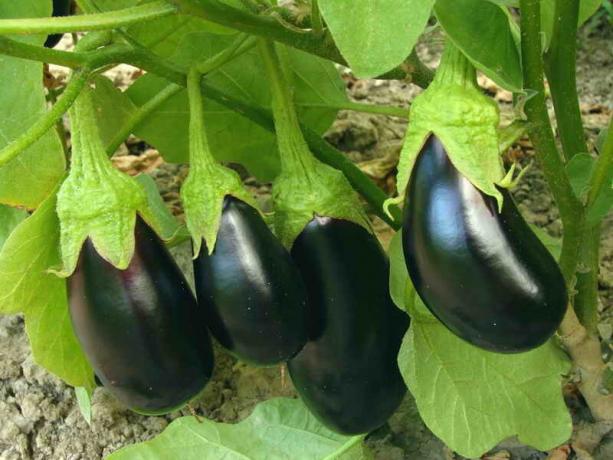 Harvest eggplants. Illustration for an article is used for a standard license © ofazende.ru