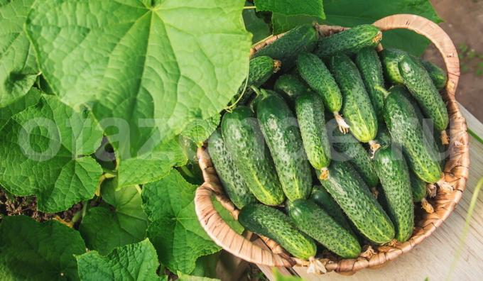 Growing cucumbers: in a barrel, and a tent on a trellis