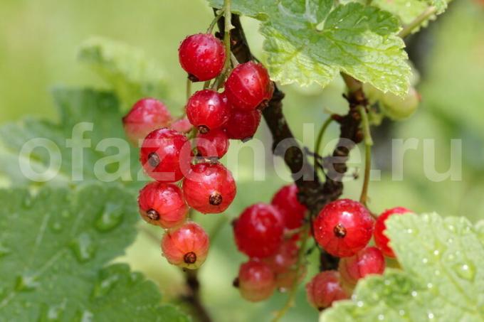 Red currant seedlings at no cost
