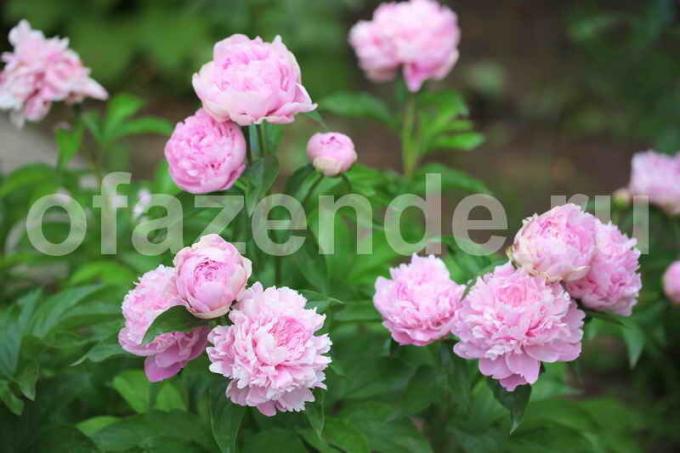 Blooming peonies. Illustration for an article is used for a standard license © ofazende.ru