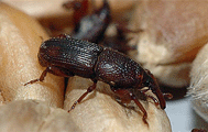 The barn weevil was known for its harm to humanity as far back as several thousand years before our era.