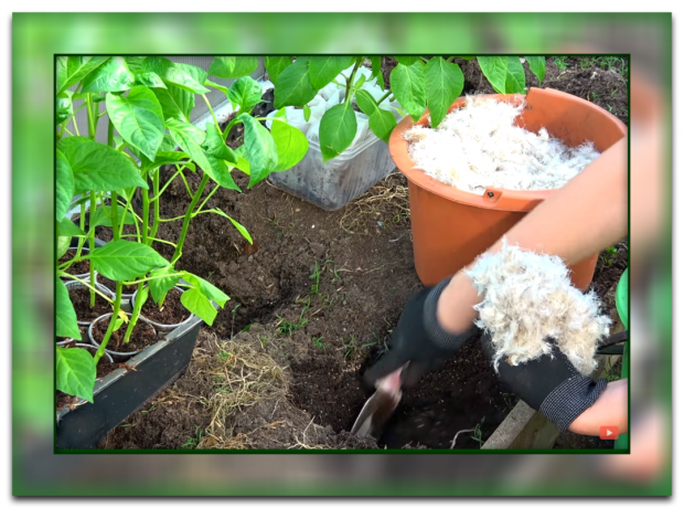 How and why to mulch tomatoes that you get a great harvest, and why this method is so popular