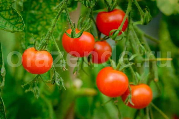 Growing tomatoes. Illustration for an article is used for a standard license © ofazende.ru