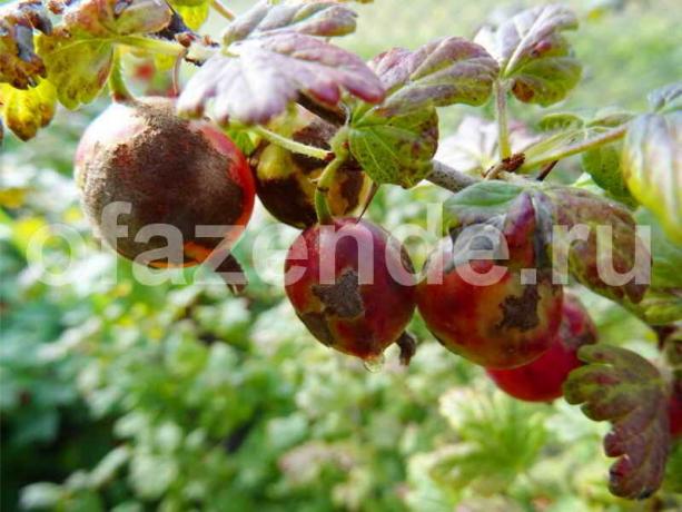 Powdery mildew on gooseberries. Illustration for an article is used for a standard license © ofazende.ru