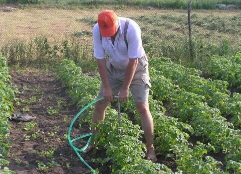 How to water the potatoes to get the maximum yield