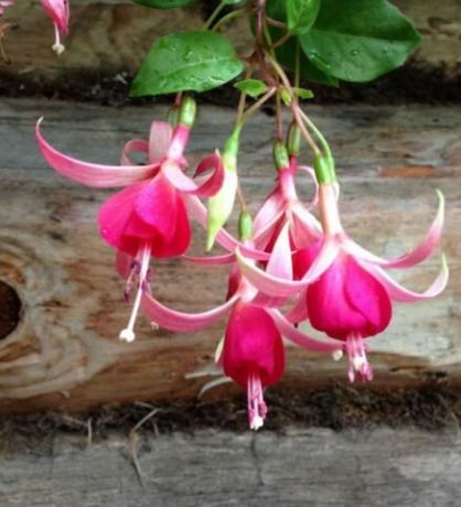 Small, very abundantly flowering shrub