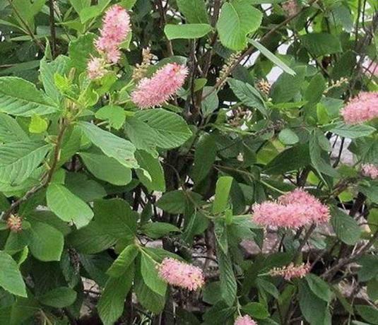 Clethra: types, cultivation, planting and care