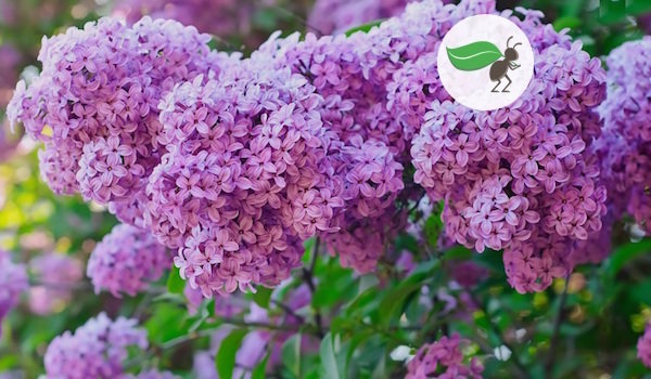 Getting rid of the root overgrown lilac: how to solve the problem for good