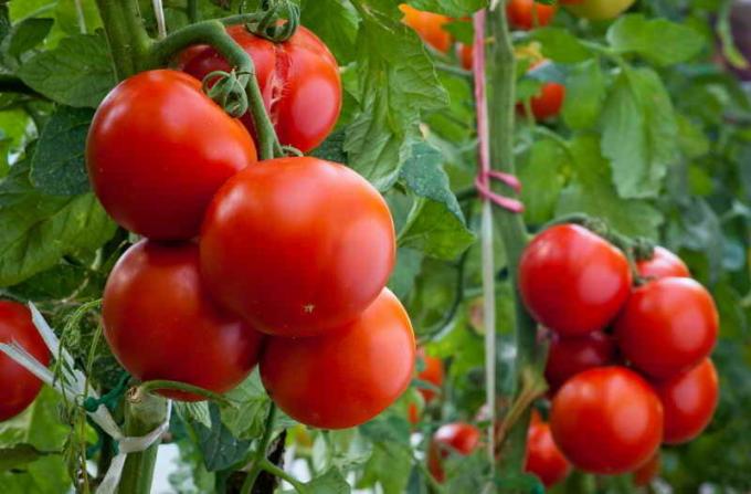 Two buckets with each plant or how to achieve high yields of tomatoes