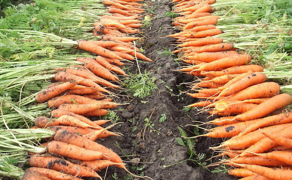 How to keep fresh carrots all winter: 5 Secrets