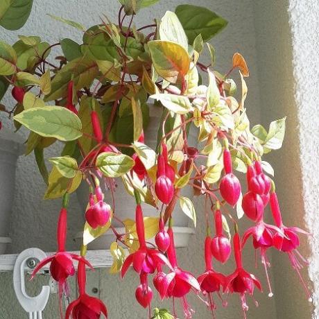 red sepals