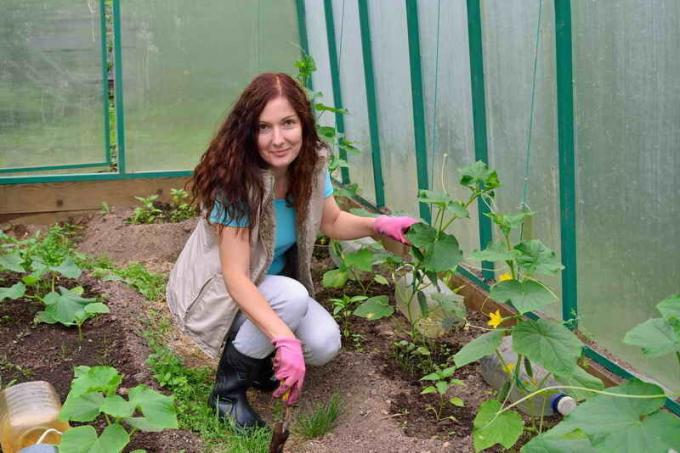 Planting cucumbers on a method of Belarusian Aunt
