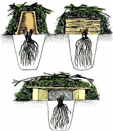 Make a frame shelter. It is possible to use arcs improvised materials (bricks, plywood, plastic pails, boxes). In the bucket make holes for ventilation, not to rot there. Do not use the pail as quickly cooled and stored cold. shelter scheme plants in winter