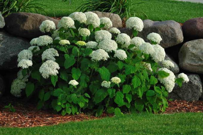 Propagated hydrangea: 7 Secrets To Success