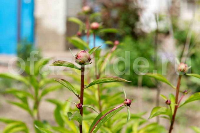 Poor blooming peonies - basic mistakes care