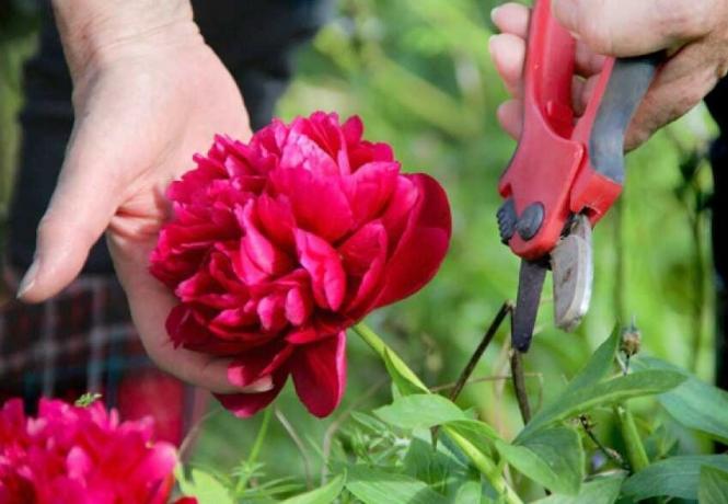 What to do when faded peonies: cut the roots or not?