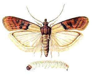 A dangerous pest is the barn (mill) moth and its caterpillar.