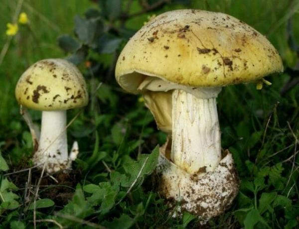 10 kinds of poisonous mushrooms that are best left in the forest