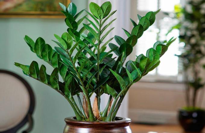 Features watering Zamioculcas: how to keep a bright and healthy appearance