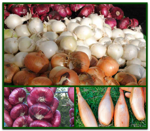 Top 5 most productive varieties of onion for your bountiful harvest