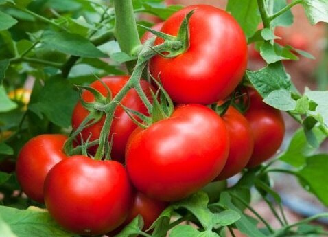 Effective ways to help grow sweet tomatoes