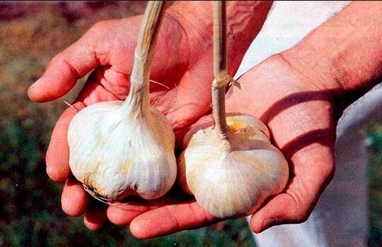 As I grow huge garlic in their area. All the neighbors are jealous of my harvest