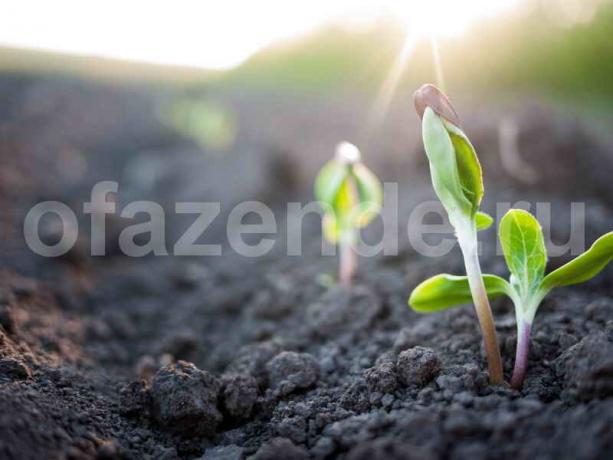 Seedlings. Illustration for an article is used for a standard license © ofazende.ru