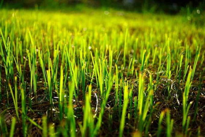 Sowing grass in the autumn: the secrets of a perfect lawn