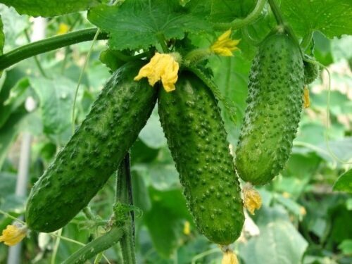 They love cucumbers and under what conditions it is possible to obtain a good harvest