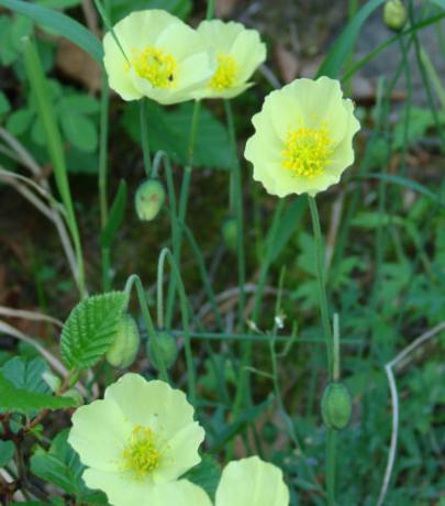 Cupped bright yellow inflorescences