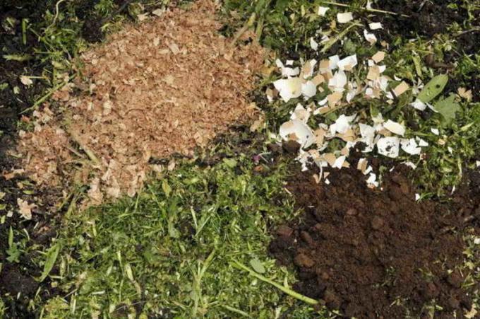 Eggshells better incorporated into the soil by digging in the autumn, along with other fertilizers