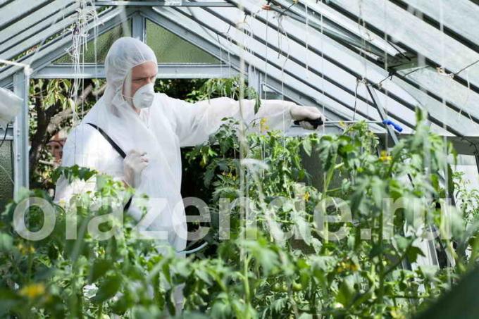 Fertilizing of tomatoes in a greenhouse