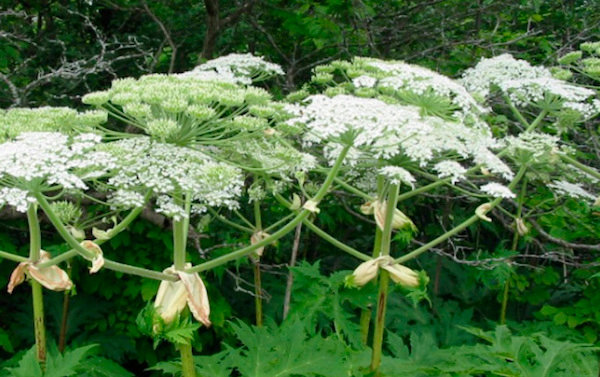 Getting rid of hogweed in the area "without problems"