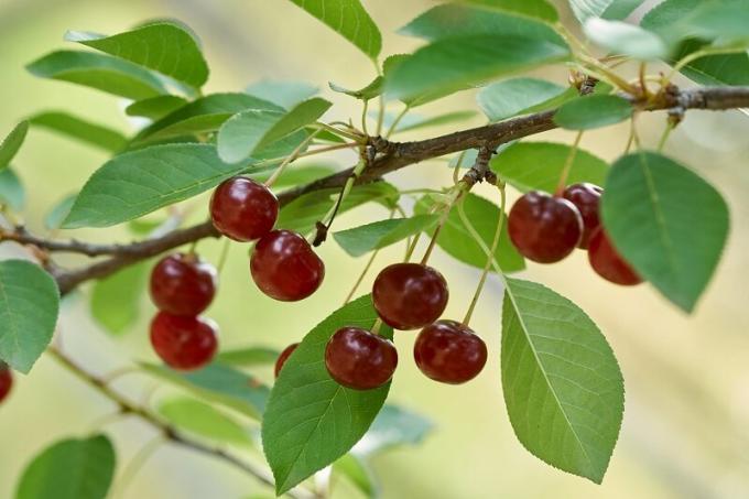Cherries on a branch. Illustration for an article is used for a standard license © ofazende.ru
